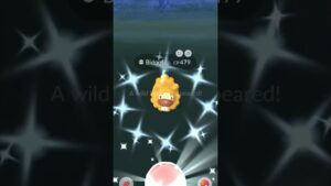 ✨Shiny Bidoof CAUGHT In Pokemon Go!✨ #pokemon #shorts